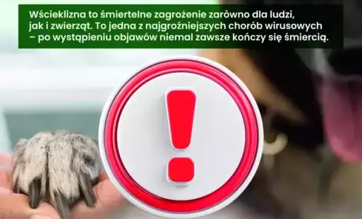Zdjęcie do Wścieklizna - śmiertelne zagrożenie dla ludzi i zwierzą