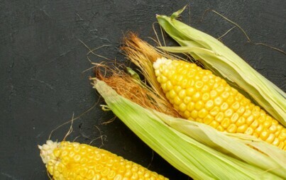 Zdjęcie do Dopłaty do kukurydzy &ndash; wnioski do 29 lutego